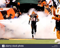 bengals 15