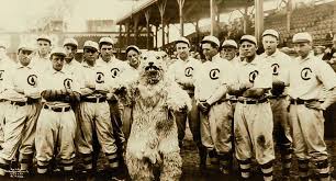 cubs 8